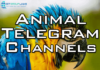 Animal Telegram Channel