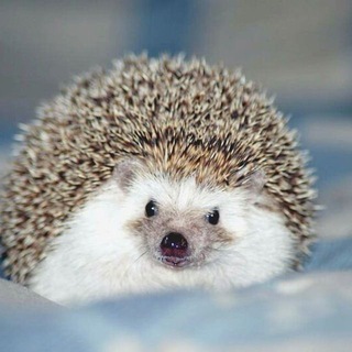 hedgehogsBeauty