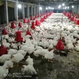 A S POULTRY TRADERS