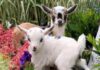 Goat farming Ideas