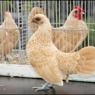 Karachi Fancy Hens