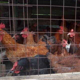 Laying Birds poultry farm