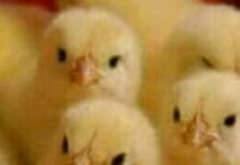 Leela Poultry Farm Feeds