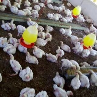 Poultry Rates