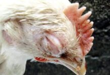Poultry Urgent Solutions