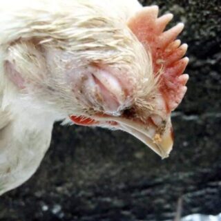Poultry Urgent Solutions