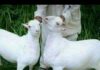 pak-goat-farming
