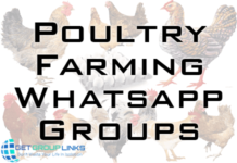 poultry farming whatsapp group link