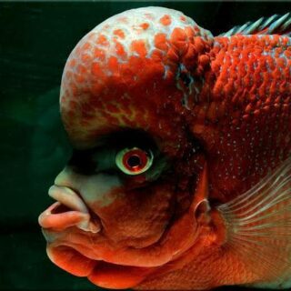 Mumbai Flowerhorn Fish