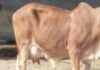 Online Cow Sale Purchase