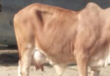 Online Cow Sale Purchase