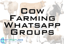 cow farming whatsapp group link