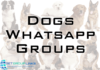dog sale whatsapp group link