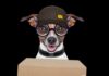 pet-foods-home-delivery