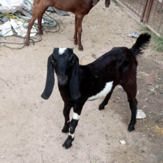 Goat farm Muzaffarnagar