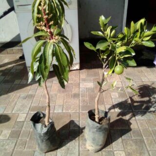 plan-organic-fruit-tree