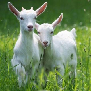 all-pakistan-goat-farmer
