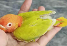 fasilabad-birds-lovers