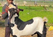 goat-farm-muzaffarnagar