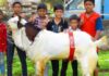 all-india-goat-farming