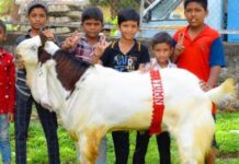 all-india-goat-farming