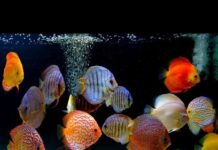 mumbai-aquarium-fish-buy-sell