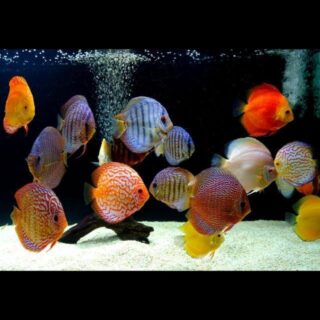 mumbai-aquarium-fish-buy-sell