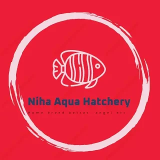 niha-aqua-auction