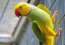 karachi-birds
