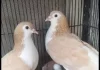 karachi-birds-flix