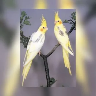 birds-2