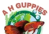guppies-and-other-live-fish-salieing